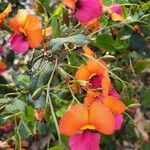 Kennedia coccinea Fleur