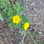 Potentilla gracilis Flower