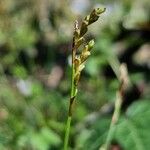 Carex digitata Blüte