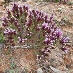 Thymus longiflorus Leaf