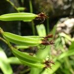 Oeoniella polystachys Meyve
