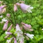 Penstemon canescens Flower