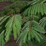 Balizia elegans Leaf