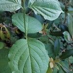 Cornus sanguineaBlad