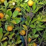 Fortunella japonica Frucht