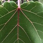 Ficus abutilifolia Blatt