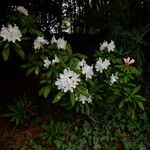 Rhododendron hyperythrum Alkat (teljes növény)