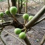 Ficus sur Fruto