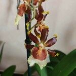 Oncidium crocidipterum Virág