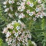 Echium decaisnei Цветок