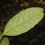 Discophora guianensis Leaf