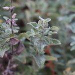 Nepeta grandiflora Hoja