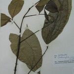 Zanthoxylum acuminatum Altro