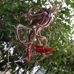 Tillandsia bulbosa 花