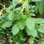 Agastache rupestris Leaf