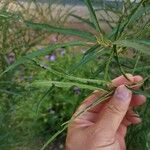 Salix eleagnos Feuille