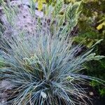 Festuca glauca Habitat