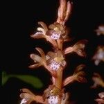 Corallorhiza maculata Flower