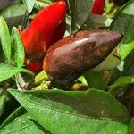 Capsicum annuum 果実