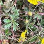 Potentilla heptaphylla पत्ता