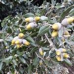 Quercus ilex পাতা