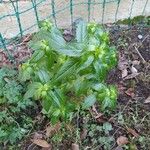 Mercurialis annua पत्ता