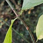 Euonymus latifolius Casca