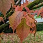 Prunus sargentii Leaf