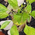 Capsicum frutescensList