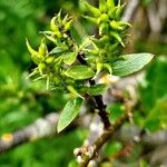 Salix myrsinifolia Owoc