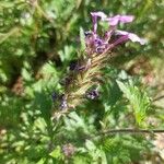 Verbena canadensis Žiedas