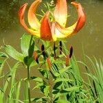 Lilium michauxii Цвят