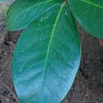 Corynocarpus laevigatus Folha