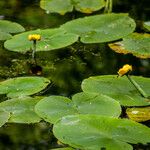 Nuphar pumila Feuille