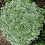 Artemisia schmidtiana Liść