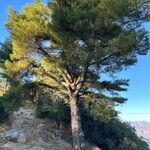 Pinus jeffreyi Azala