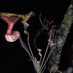 Aristolochia cornuta 花