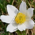 Anemone baldensis Blüte