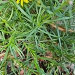 Senecio inaequidens Ліст