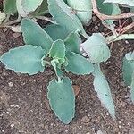 Kalanchoe fedtschenkoi पत्ता