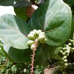 Coccoloba uvifera Fruit