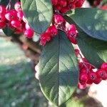 Cotoneaster coriaceus Hoja