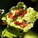 Ribes nigrum Leaf