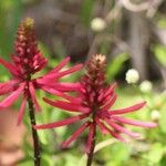 Erythrina herbacea Blüte