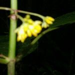 Hoffmannia josefina 花