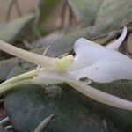Angraecum angustipetalum Цвят