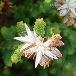 Sedum moranense Flower