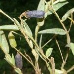 Crotalaria sagittalis Froito