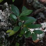 Peperomia glabella Folla