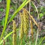 Carex crinita Lorea